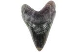 7.4" Realistic, Carved Purple Fluorite Megalodon Tooth - Replica - Photo 2